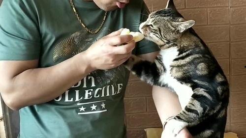 吃瓜吃素的狮子,揭秘吃瓜狮子的独特饮食习惯