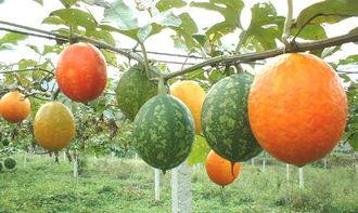 海边吃吊瓜,海边美食之旅