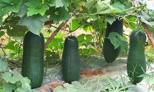 河南吃的瓜,品味中原大地上的甜蜜诱惑