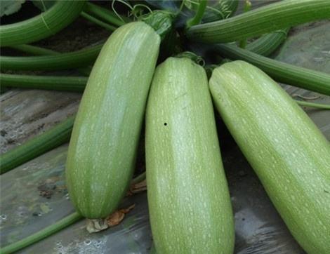 吃秋瓜有什么好处,秋季吃瓜的五大益处