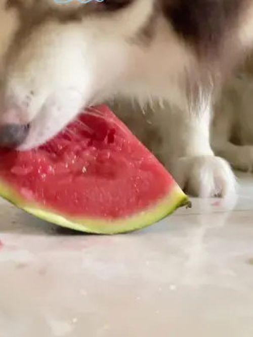 网红狗哥吃瓜,揭秘网红狗界的最新热点事件