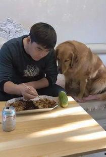 金毛吃瓜方式,金毛狗狗的夏日吃瓜大作战