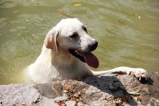幼犬吃哈密瓜好吗怎么吃,营养美味，正确食用方法揭秘
