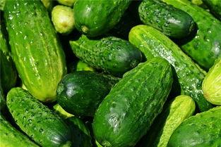 梦见在瓜地里分瓜吃,瓜地分瓜，共享丰收喜悦