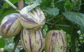 吃茄瓜坏处,揭秘潜在危害与注意事项