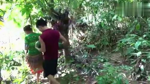 森林吃瓜,吃瓜之旅揭秘