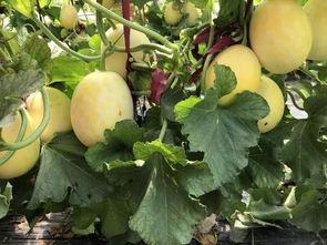 阜阳界首吃瓜,阜阳特色美食之旅