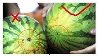 阜阳职业吃瓜,揭秘瓜农背后的生活与挑战