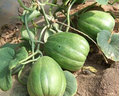 人人都是吃瓜人,揭秘网络时代的全民娱乐现象